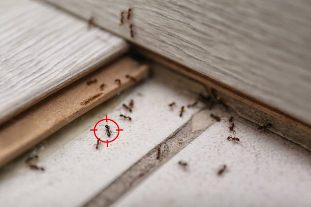 Best Pest Prevention Services  in Fort Mckinley, OH