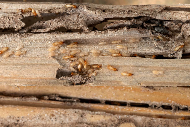 Best Spider Control Near Me  in Fort Mckinley, OH